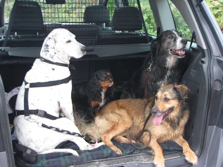 Vier Hunde im Kofferraum eines Autos hinter einem Trennnetz