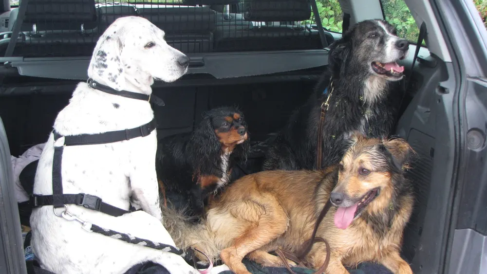 Vier Hunde im Kofferraum eines Autos hinter einem Trennnetz