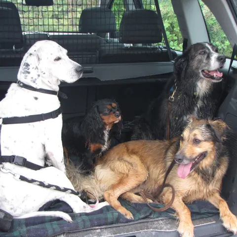 Vier Hunde im Kofferraum eines Autos hinter einem Trennnetz